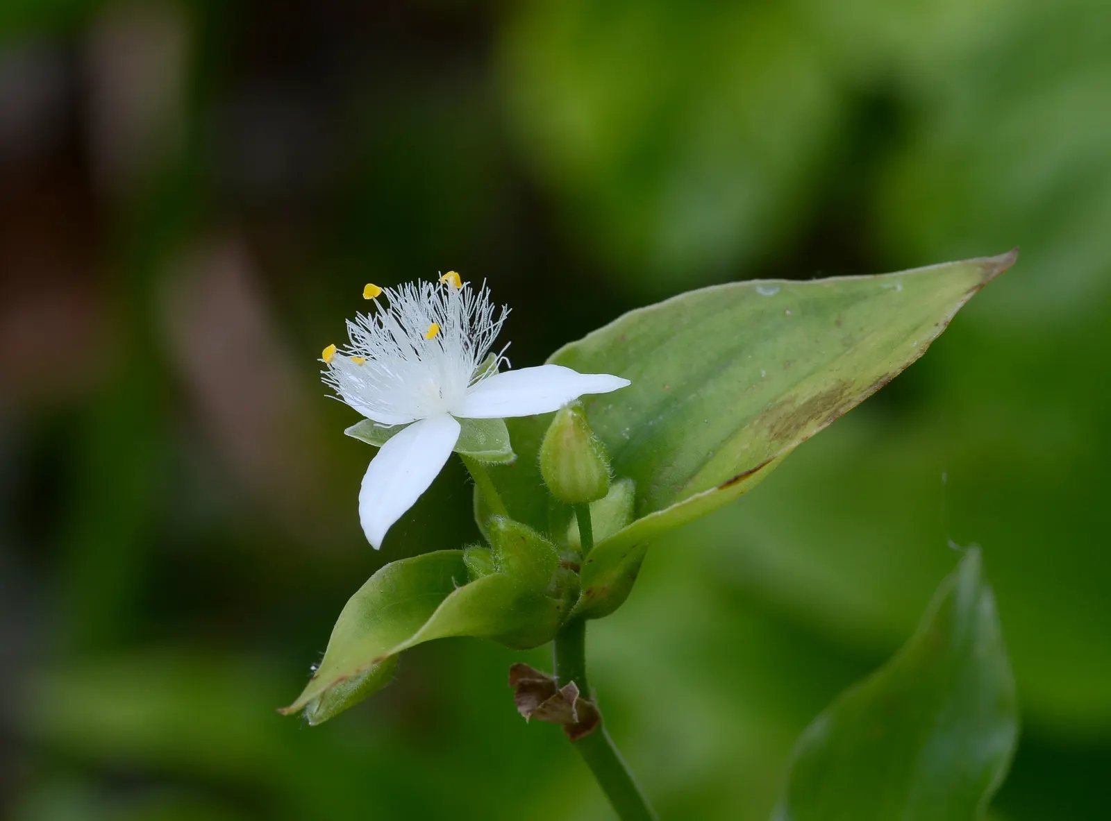 Wandering Jew, Inch Plant (Tradescantia Fluminensis) — is a fast-growing perennial with striking; glossy leaves that grow up to 2.5 inches long, image 74