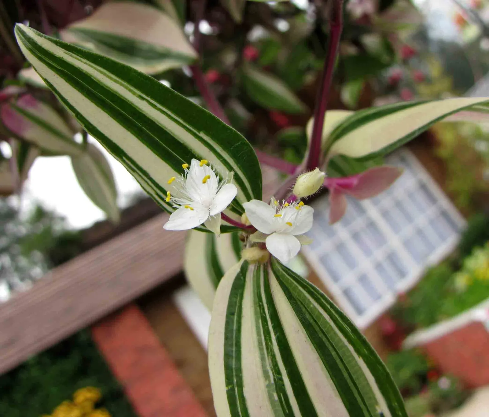 Wandering Jew, Inch Plant (Tradescantia Fluminensis) — well-drained soil and can reach a height of 6-9 inches with a spread of up to 2 feet; is a, image 53