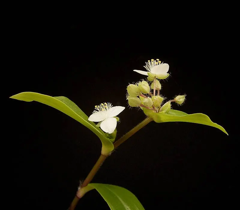Wandering Jew, Inch Plant (Tradescantia Fluminensis) — glossy leaves that grow up to 2.5 inches long
