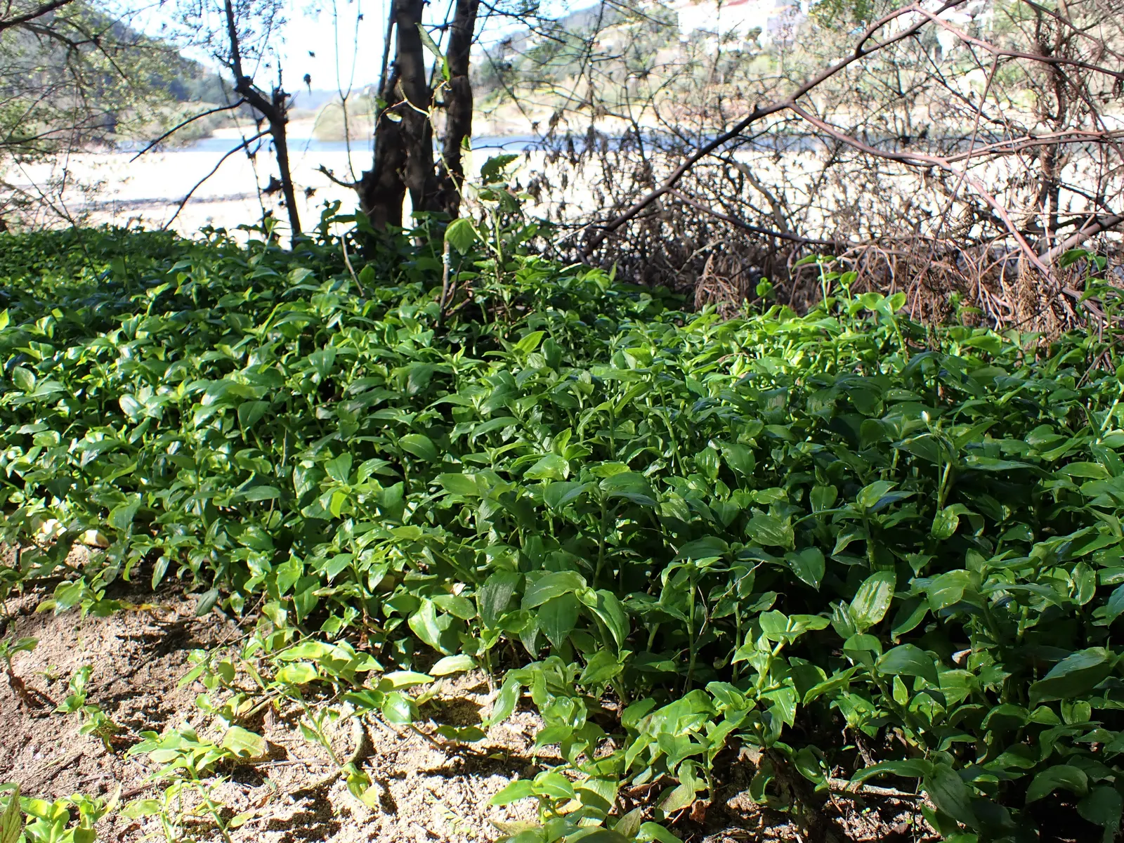 Wandering Jew, Inch Plant (Tradescantia Fluminensis) — The foliage displays a striking variegation of green; can reach lengths of 6 feet or more if left