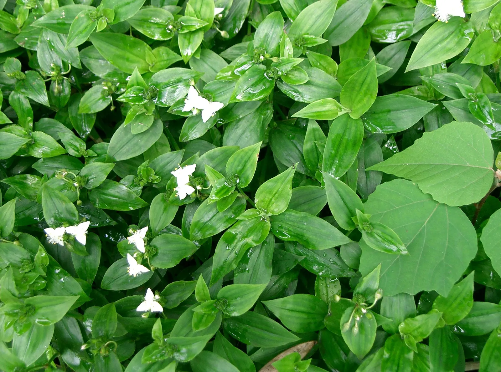 Wandering Jew, Inch Plant (Tradescantia Fluminensis) — This groundcover spreads by stem cuttings and thrives in partial shade to full shade, image 76