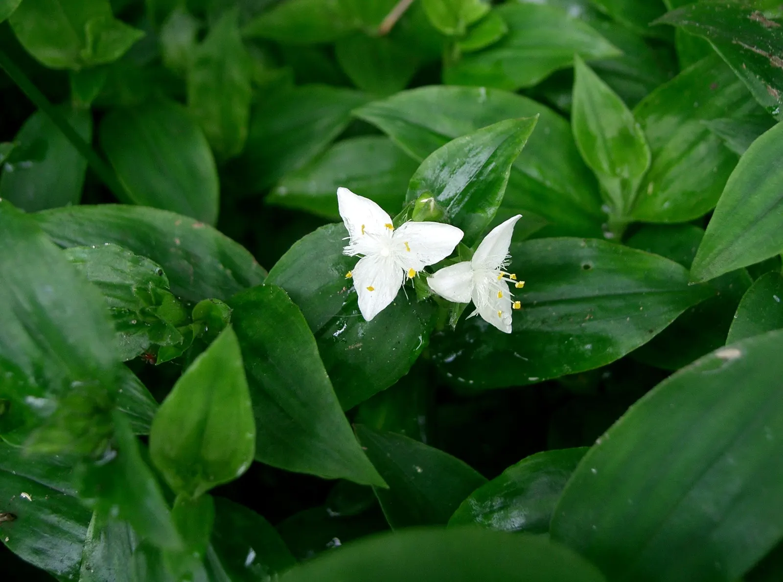 Wandering Jew, Inch Plant (Tradescantia Fluminensis) — commonly referred to as the Wandering Jew or Inch Plant; which could outcompete other plants, image 55