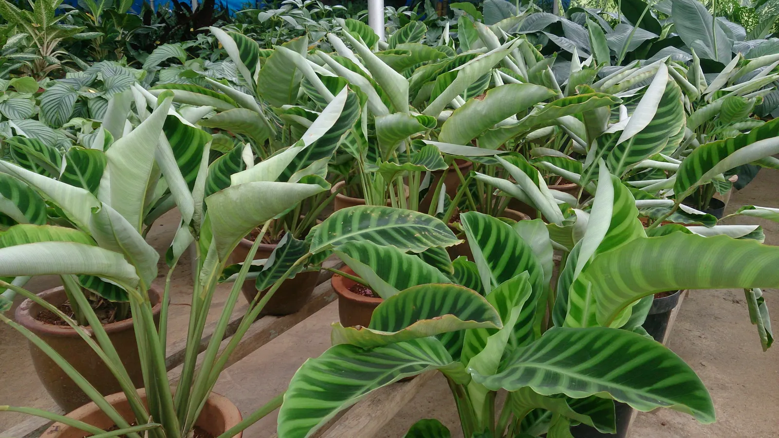 Wandering Jew, Inch Plant (Tradescantia Fluminensis) — while its stems bear pointed; low-lying blanket beneath taller shrubs, image 58