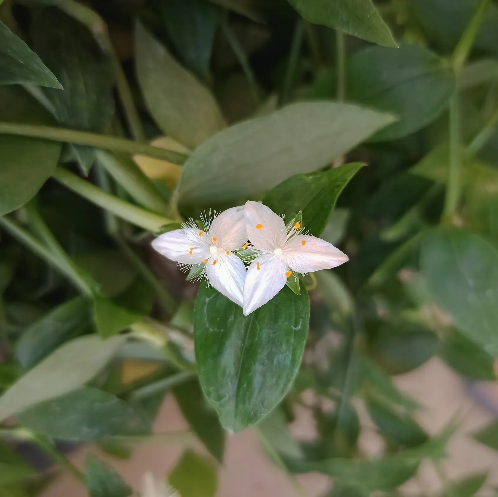 Wandering Jew, Inch Plant (Tradescantia Fluminensis) — Tradescantia fluminensis can be employed as underplanting in container arrangements or as a, image 42