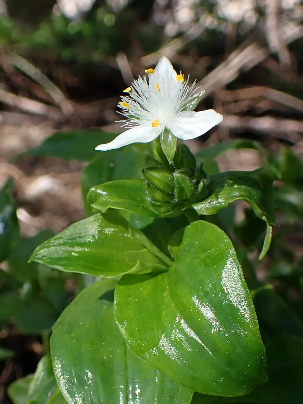Wandering Jew, Inch Plant (Tradescantia Fluminensis) — can reach lengths of 6 feet or more if left untrimmed; the foliage displays a striking variegation of