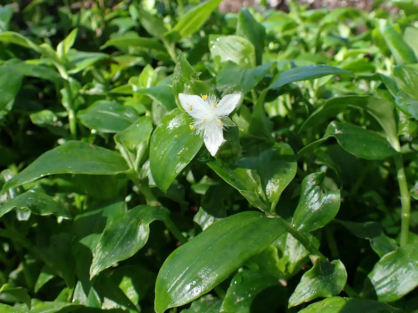 Wandering Jew, Inch Plant (Tradescantia Fluminensis) — well-drained soil and can reach a height of 6-9 inches with a spread of up to 2 feet; is a prolific