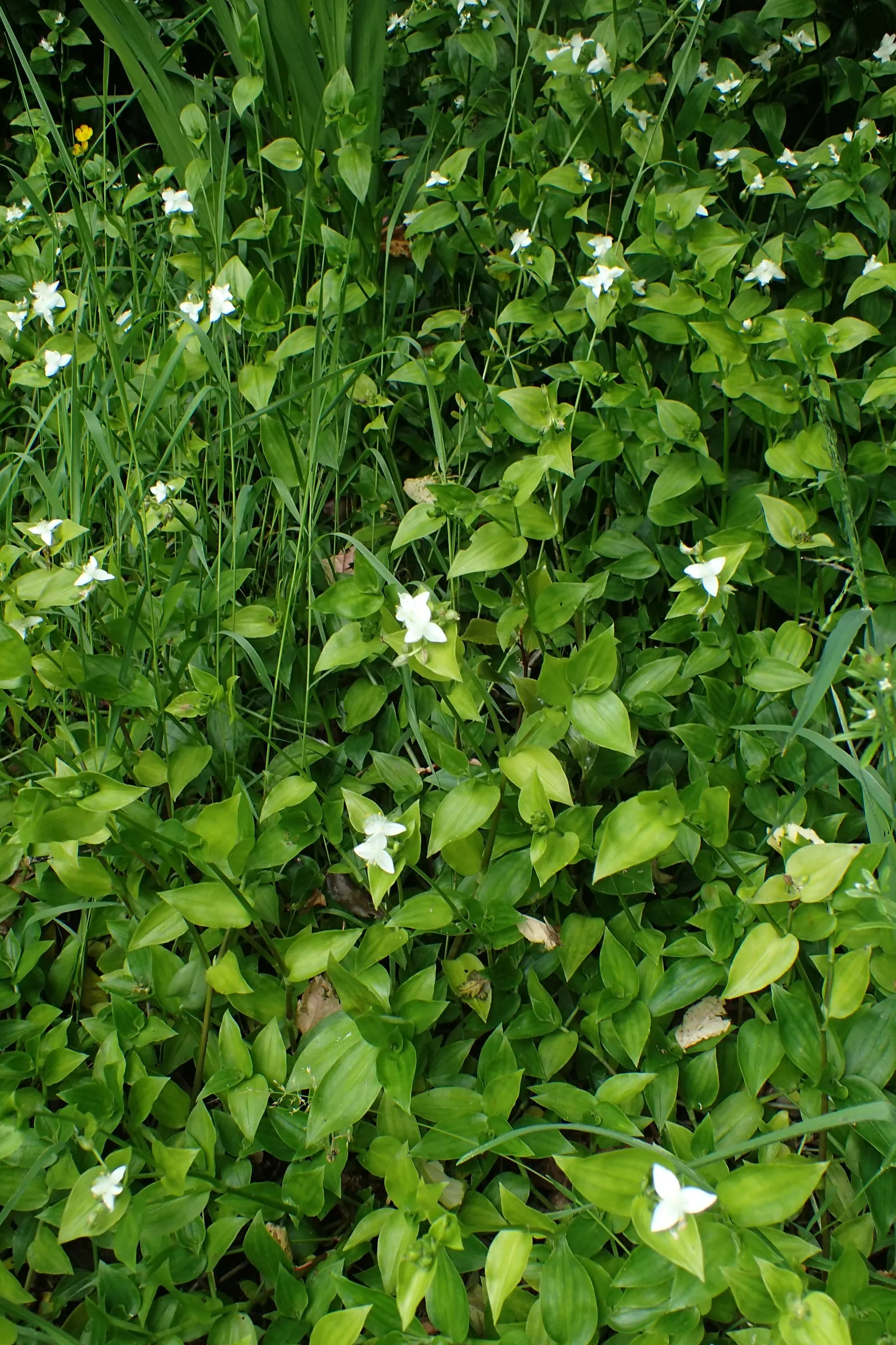 Wandering Jew, Inch Plant (Tradescantia Fluminensis) — ground cover / perennial for full or half or shade; it requires regular trimming to prevent, image 72