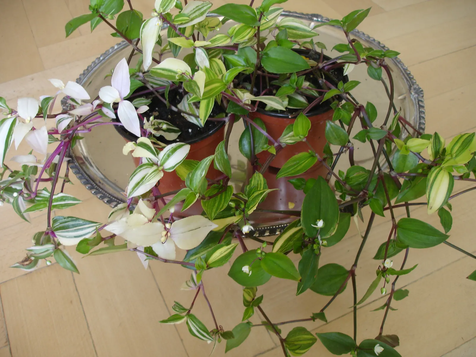 Wandering Jew, Inch Plant (Tradescantia Fluminensis) — commonly called Wandering Jew or Inch Plant; this groundcover spreads by stem cuttings and thrives in