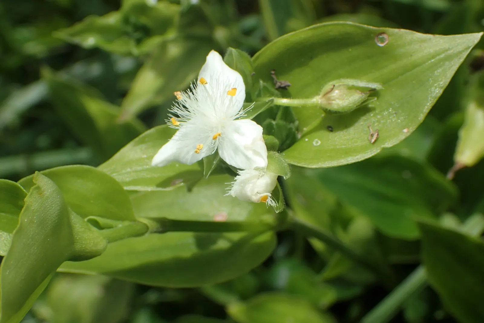 Wandering Jew, Inch Plant (Tradescantia Fluminensis) — making it a vibrant addition to any garden space.<br><br>Thriving in USDA hardiness zones 9 to 12