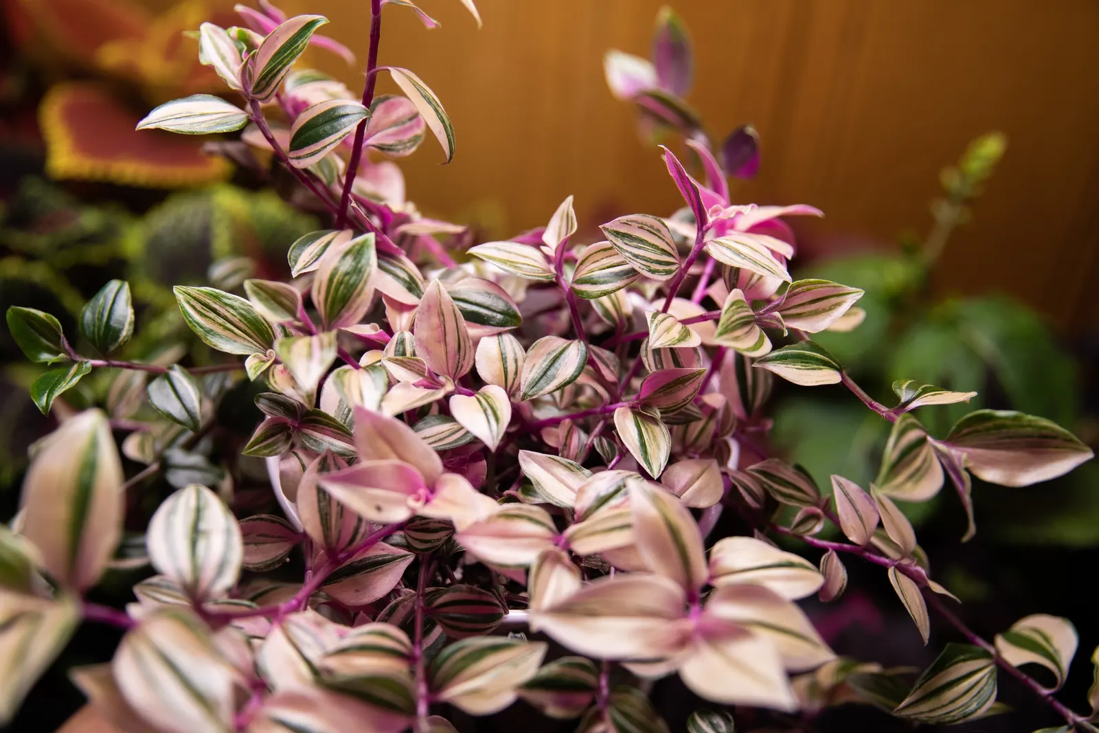 Wandering Jew, Inch Plant (Tradescantia Fluminensis) — is a fast-growing perennial with striking