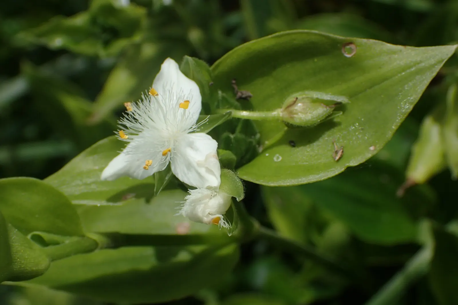 Wandering Jew, Inch Plant (Tradescantia Fluminensis) — It also serves well in hanging baskets, showcasing its tumbling foliage