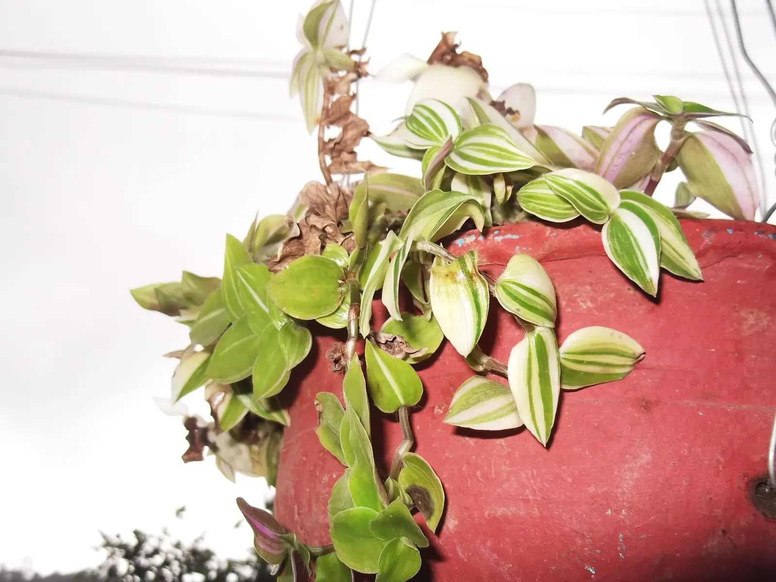 Wandering Jew, Inch Plant (Tradescantia Fluminensis) — low-lying blanket beneath taller shrubs; while its stems bear pointed