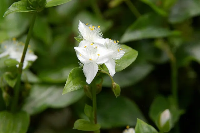Wandering Jew, Inch Plant (Tradescantia Fluminensis) — Tradescantia fluminensis can be employed as underplanting in container arrangements or as a, image 66
