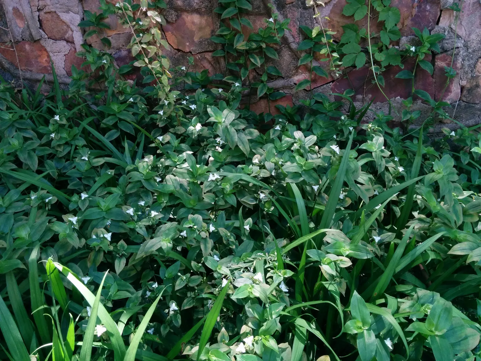 Wandering Jew, Inch Plant (Tradescantia Fluminensis) — is a prolific groundcover and versatile ornamental beloved for its quick-growing nature and ease of care