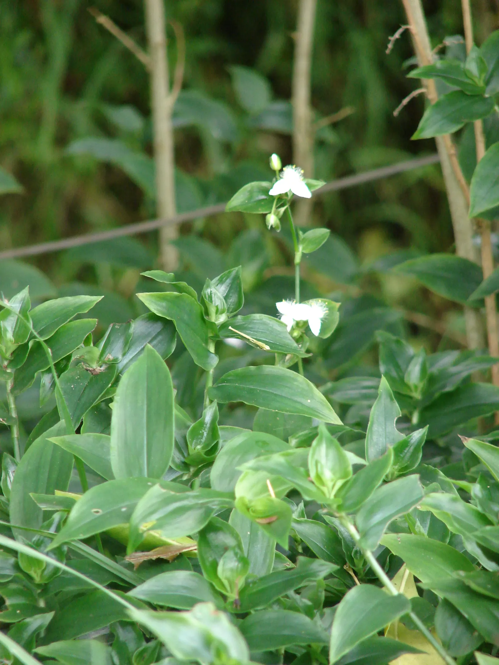Wandering Jew, Inch Plant (Tradescantia Fluminensis) — and sometimes pink or purple; this plant is well-suited for areas under trees or along north-facing