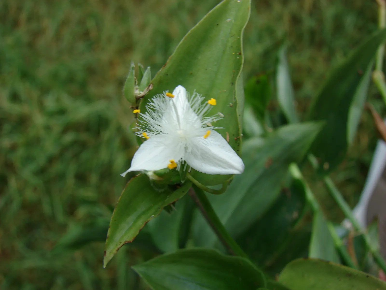Wandering Jew, Inch Plant (Tradescantia Fluminensis) — is a prolific groundcover and versatile ornamental beloved for its quick-growing nature and, image 56