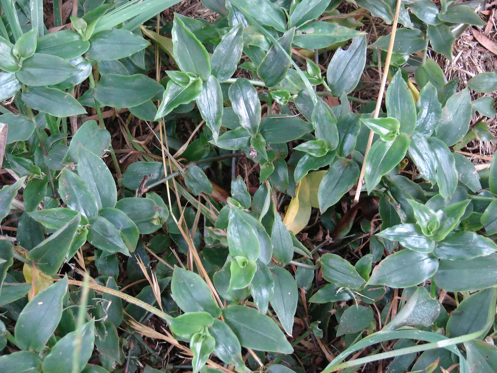 Wandering Jew, Inch Plant (Tradescantia Fluminensis) — the Wandering Jew is hardy in temperatures above 50&deg;F and prefers partial shade to full, image 63