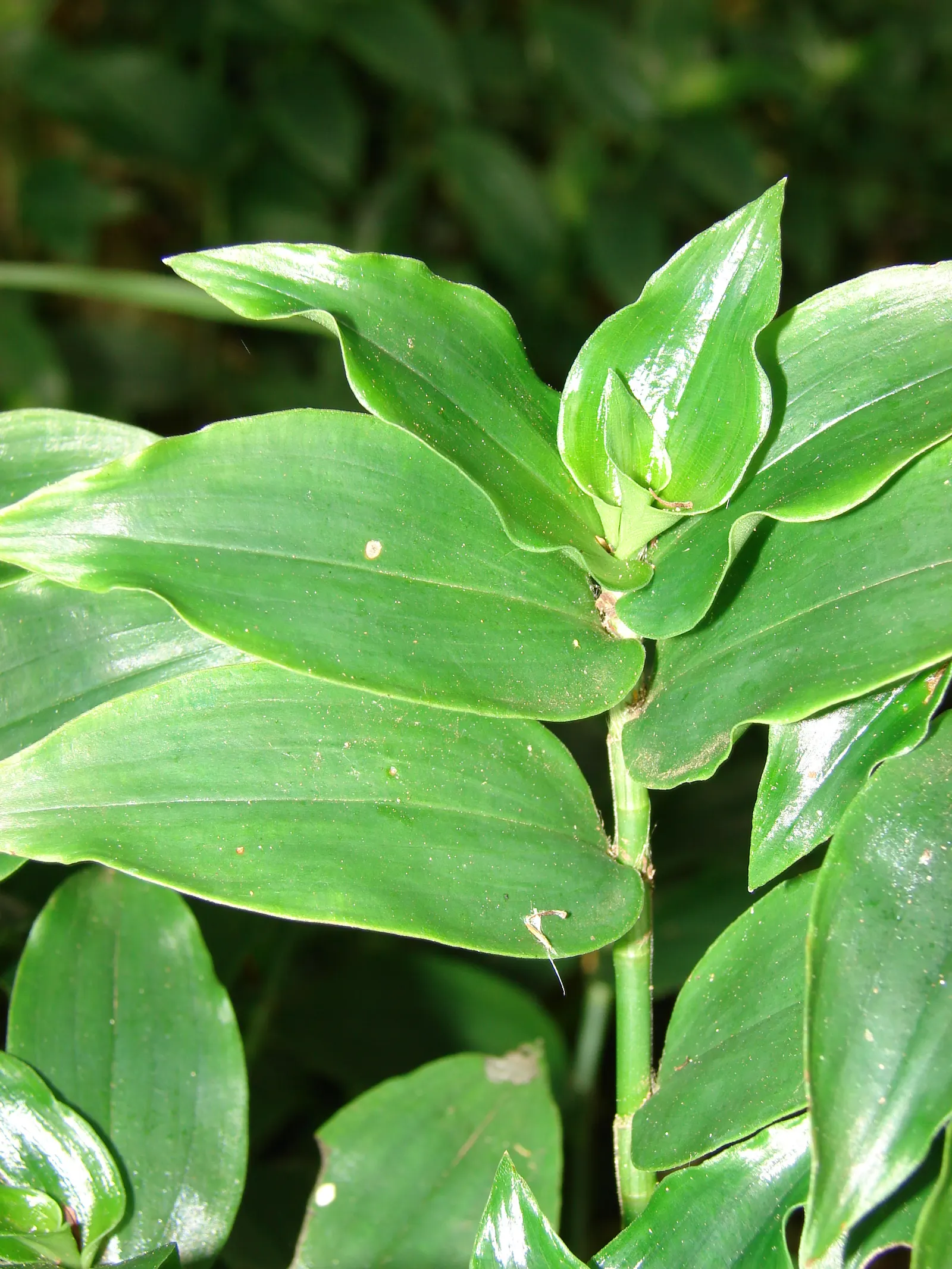 Wandering Jew, Inch Plant (Tradescantia Fluminensis) — which could outcompete other plants; commonly referred to as the Wandering Jew or Inch Plant