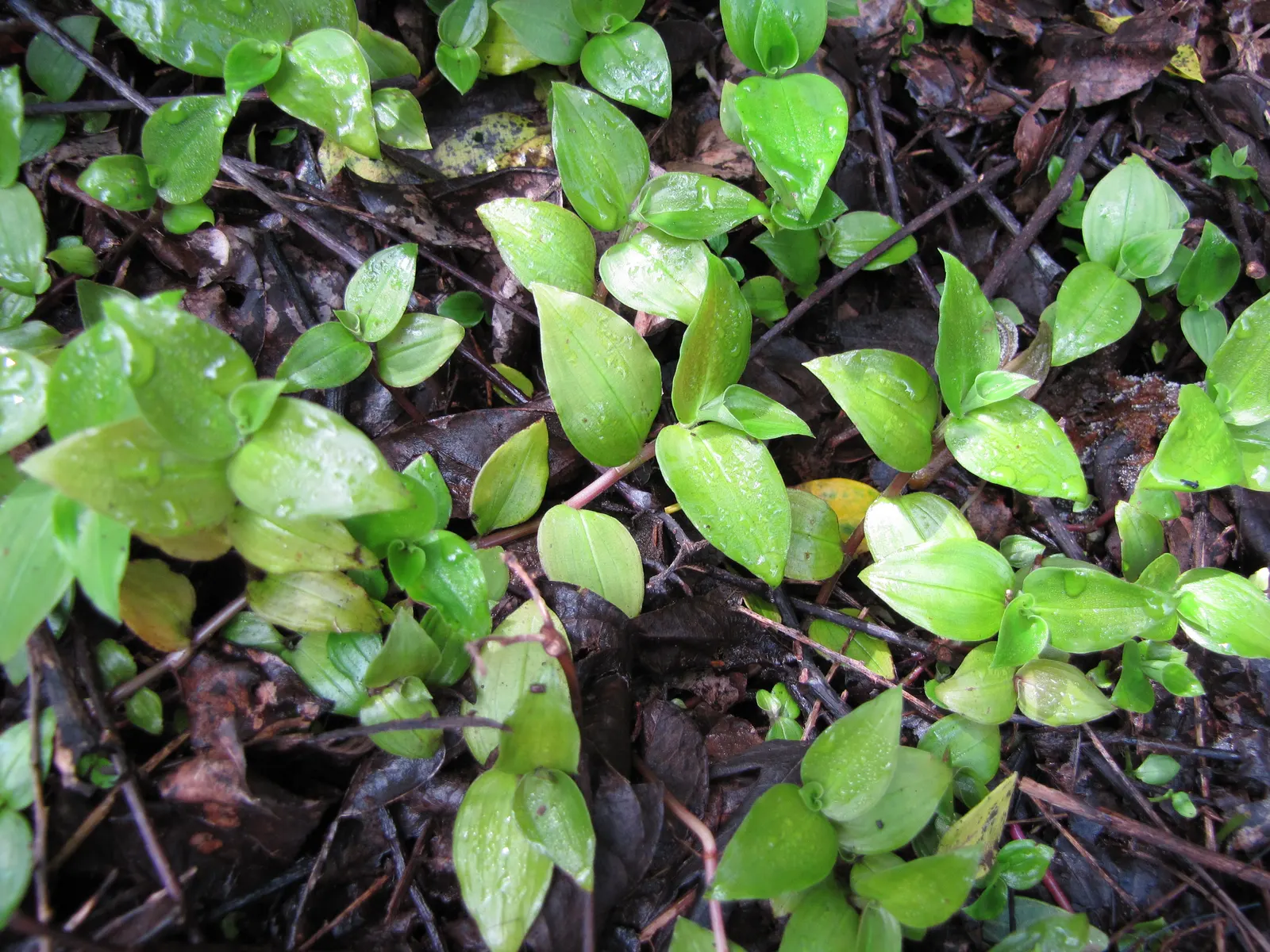 Wandering Jew, Inch Plant (Tradescantia Fluminensis) — the Wandering Jew is hardy in temperatures above 50&deg;F and prefers partial shade to full shade