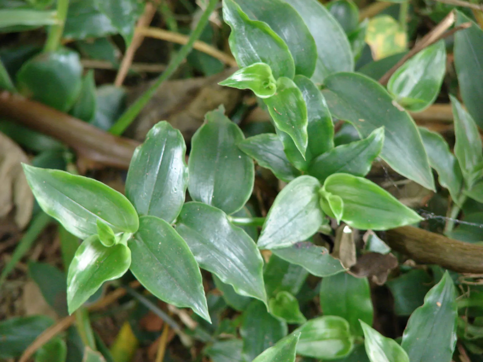 Wandering Jew, Inch Plant (Tradescantia Fluminensis) — while its stems bear pointed