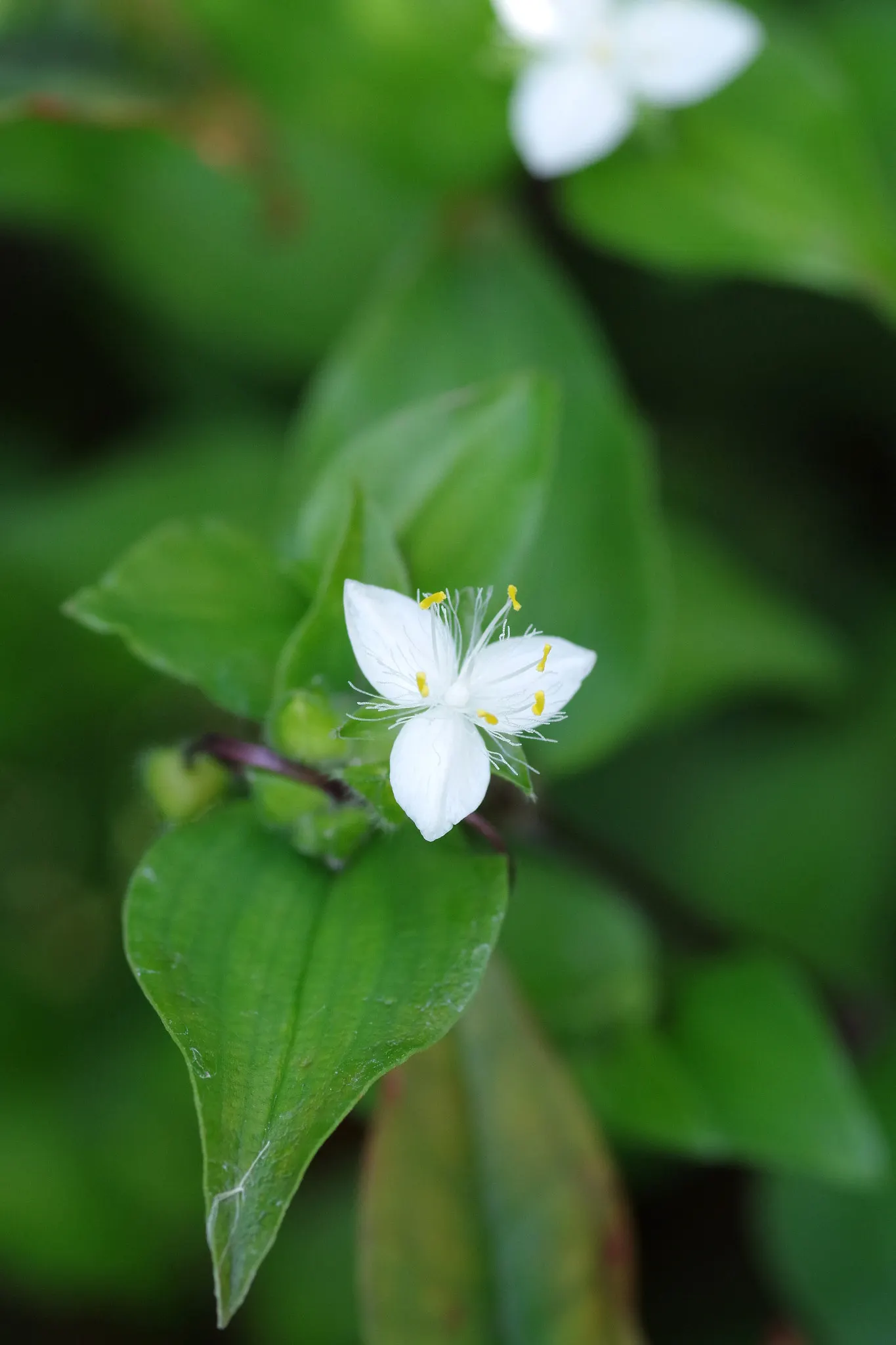 Wandering Jew, Inch Plant (Tradescantia Fluminensis) — making it a vibrant addition to any garden space.<br><br>Thriving in USDA hardiness zones 9, image 62