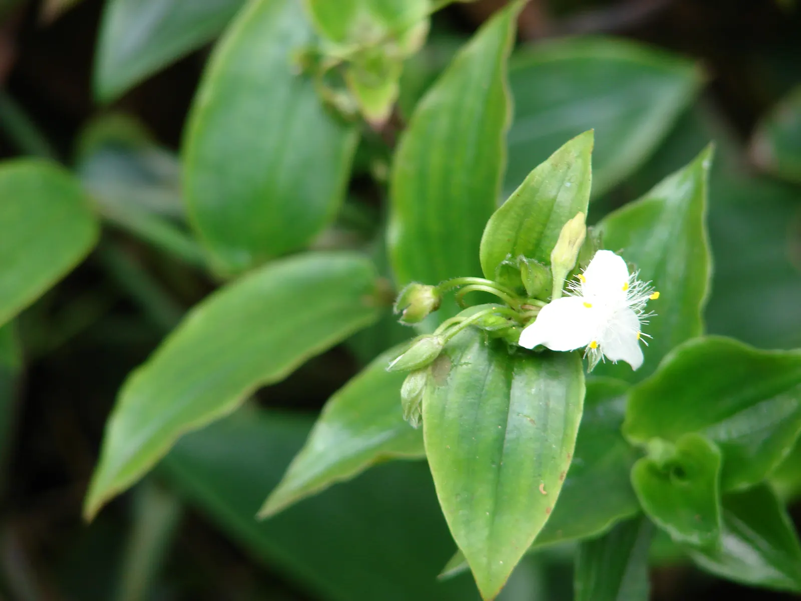 Wandering Jew, Inch Plant (Tradescantia Fluminensis) — commonly referred to as the Wandering Jew or Inch Plant; which could outcompete other plants, image 79