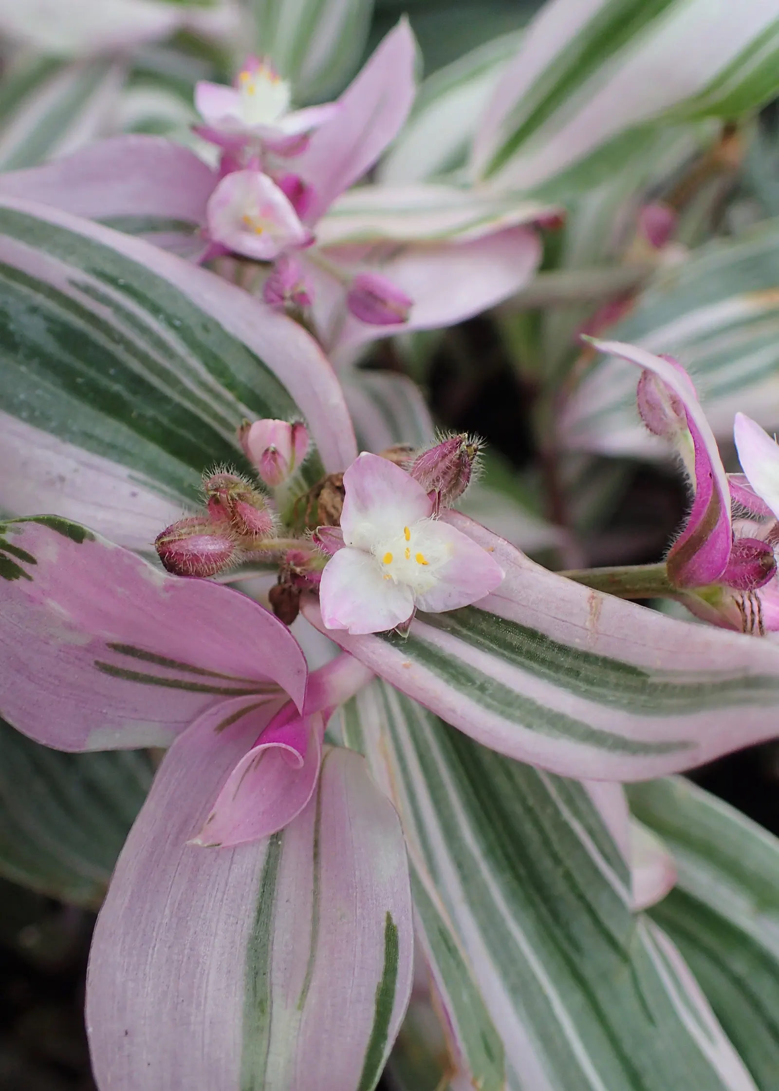 Wandering Jew, Inch Plant (Tradescantia Fluminensis) — This plant is well-suited for areas under trees or along north-facing walls, where direct sunlight is