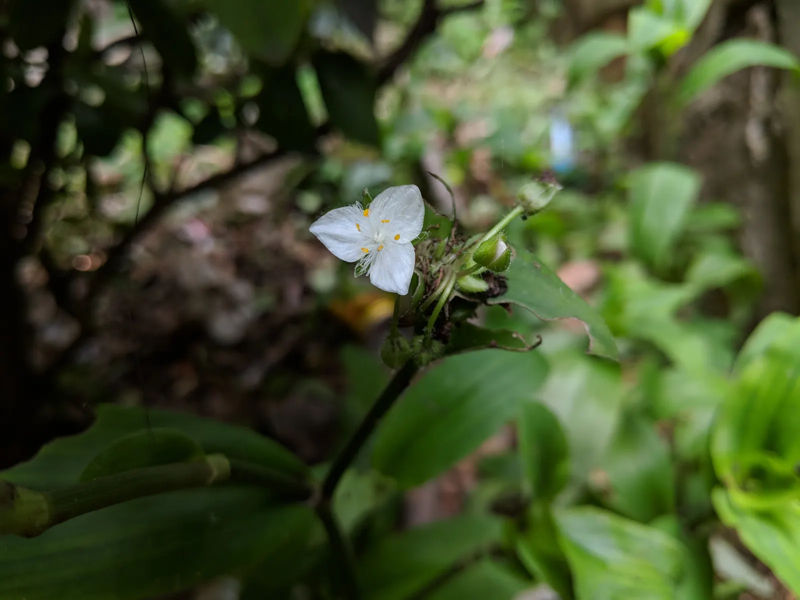 Wandering Jew, Inch Plant (Tradescantia Fluminensis) — making it a vibrant addition to any garden space.<br><br>Thriving in USDA hardiness zones 9 to 12; when