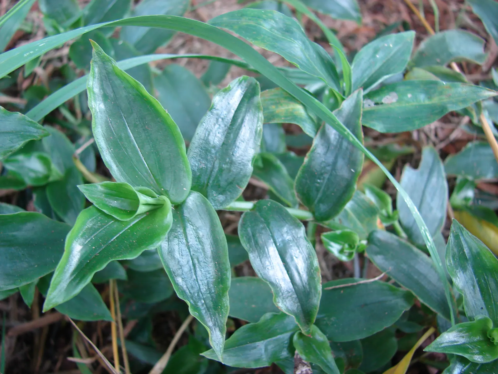 Wandering Jew, Inch Plant (Tradescantia Fluminensis) — It also serves well in hanging baskets, showcasing its tumbling foliage; the Inch Plant is, image 68
