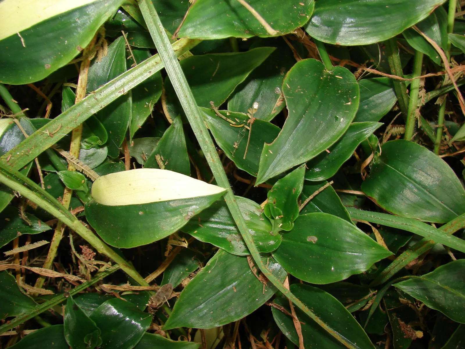 Wandering Jew, Inch Plant (Tradescantia Fluminensis) — it requires regular trimming to prevent it from spreading too aggressively; ground cover / perennial for