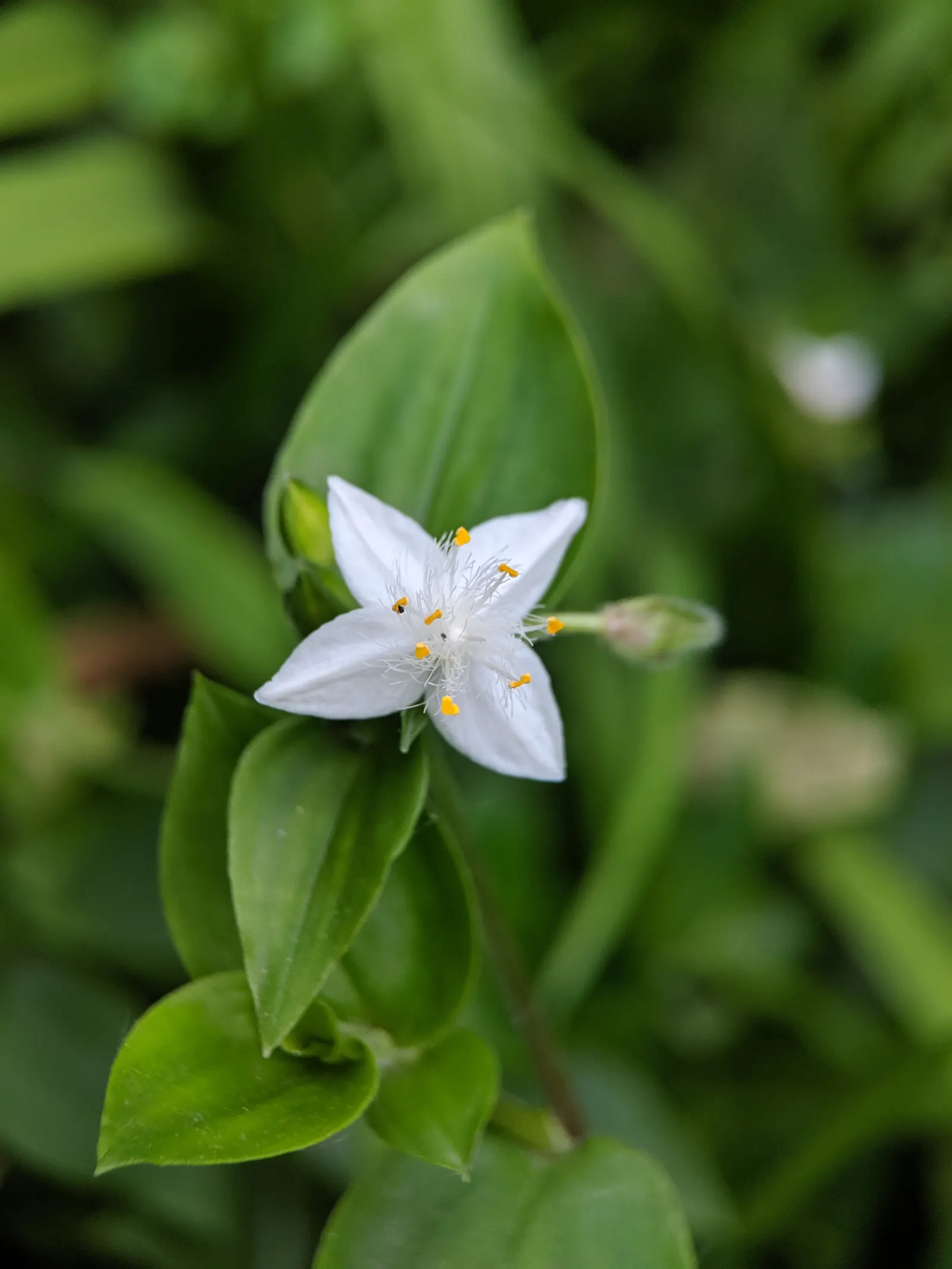 Wandering Jew, Inch Plant (Tradescantia Fluminensis) — lance-shaped leaves of green variegated with white or purple; tradescantia fluminensis can, image 51