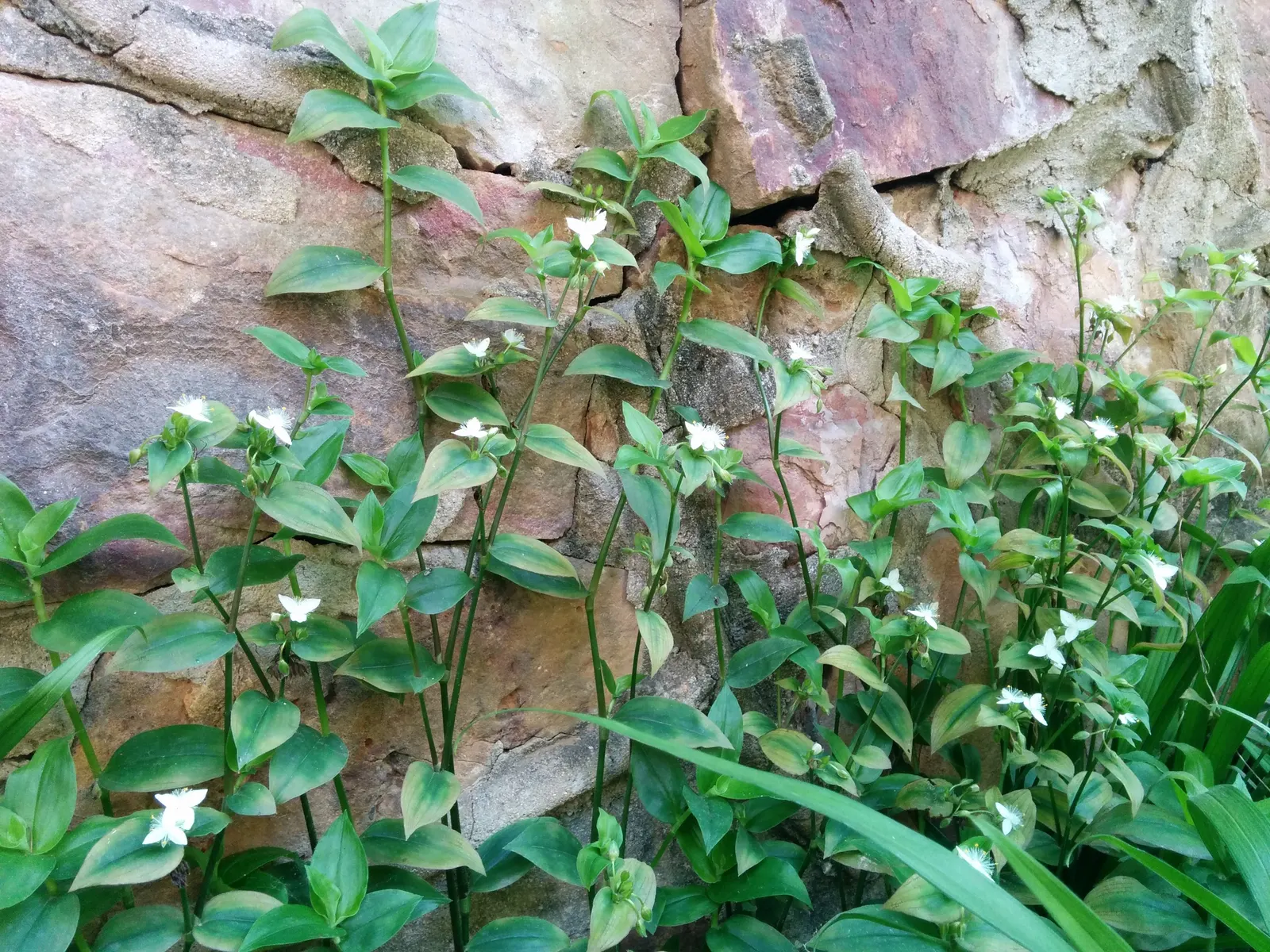 Wandering Jew, Inch Plant (Tradescantia Fluminensis) — commonly called Wandering Jew or Inch Plant; this groundcover spreads by stem cuttings and, image 73