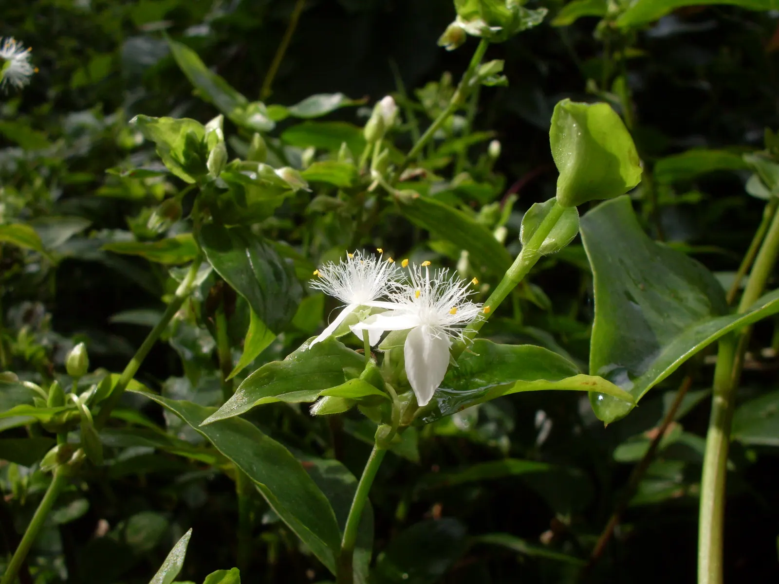 Wandering Jew, Inch Plant (Tradescantia Fluminensis) — cascading effect ideal for hanging baskets or as an underplanting; the Wandering Jew is, image 78