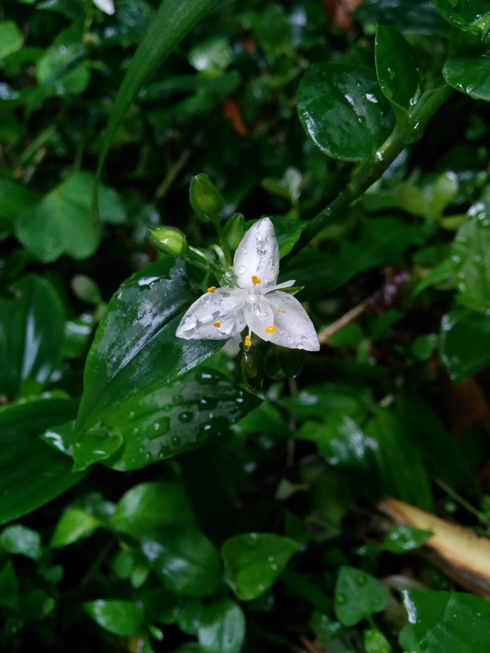 Wandering Jew, Inch Plant (Tradescantia Fluminensis) — When maintaining, wear gloves as the sap can cause skin irritation in sensitive individuals; making it a