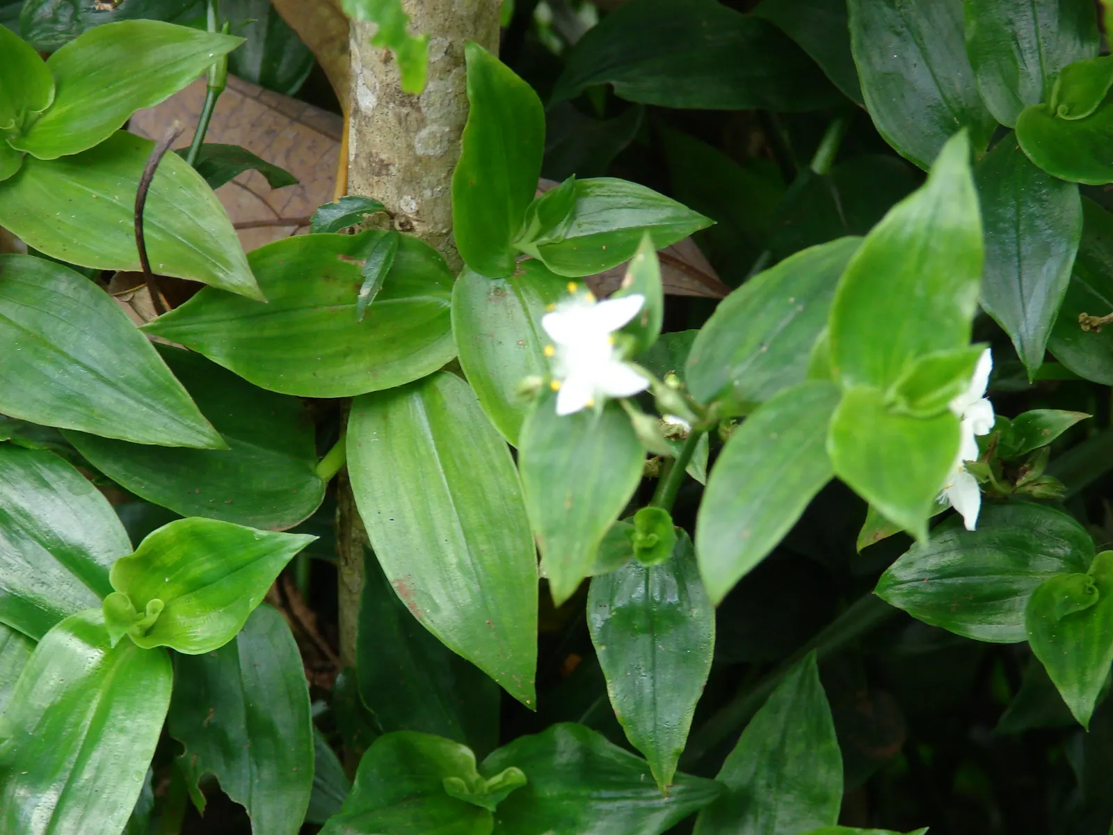 Wandering Jew, Inch Plant (Tradescantia Fluminensis) — which could outcompete other plants
