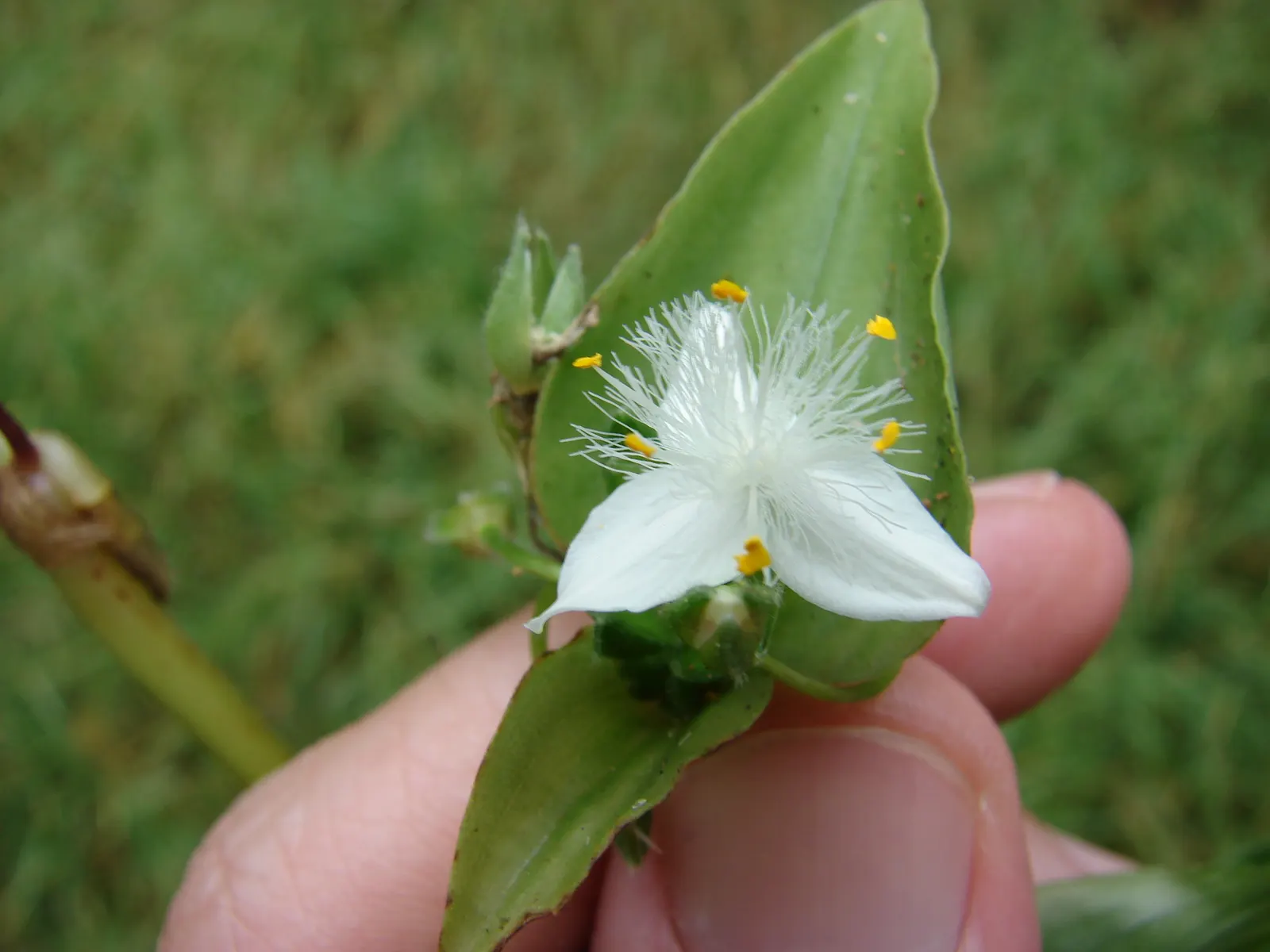 Wandering Jew, Inch Plant (Tradescantia Fluminensis) — This groundcover spreads by stem cuttings and thrives in partial shade to full shade; commonly called