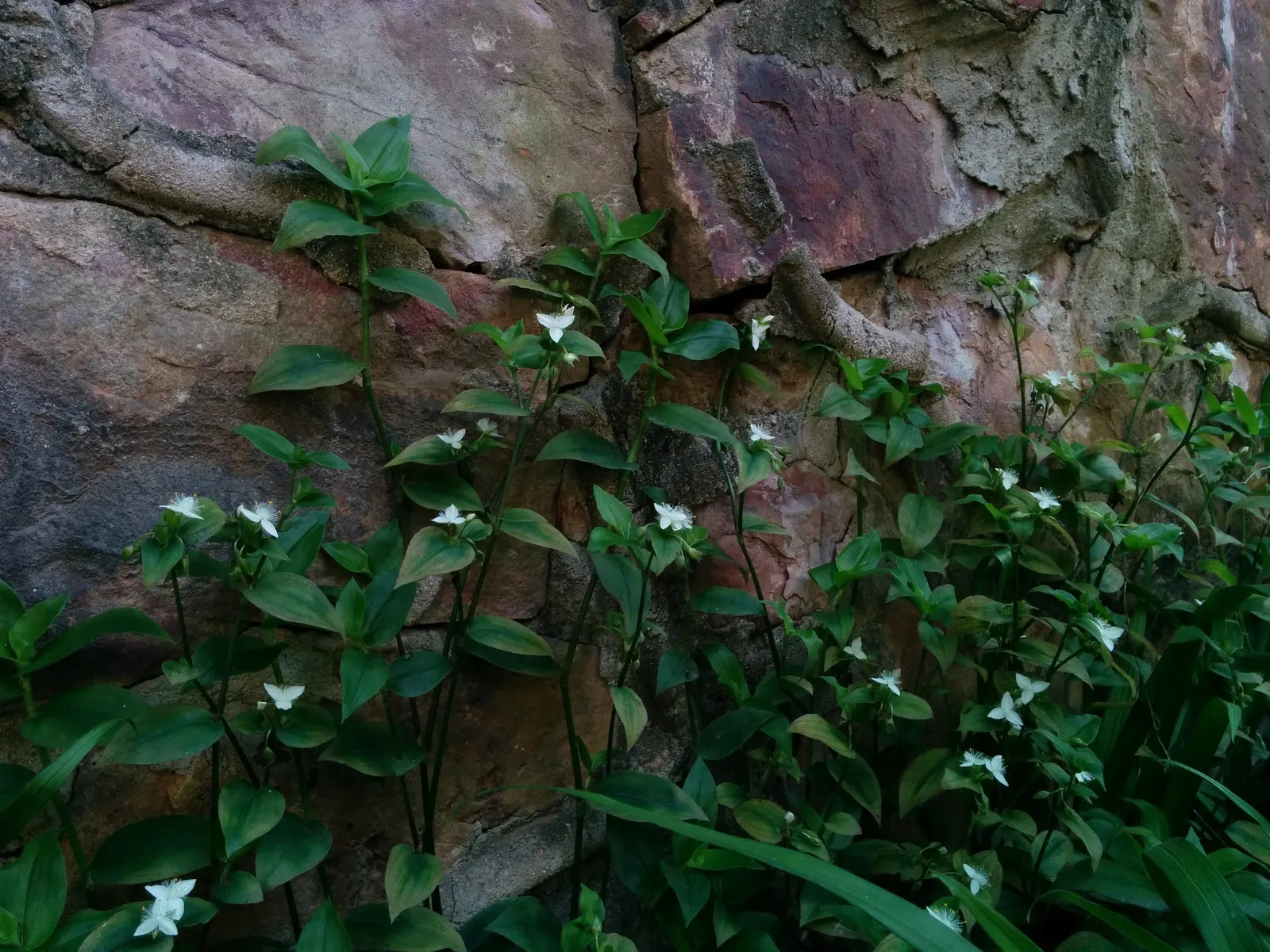 Wandering Jew, Inch Plant (Tradescantia Fluminensis) — ground cover / perennial for full or half or shade; it requires regular trimming to prevent it from