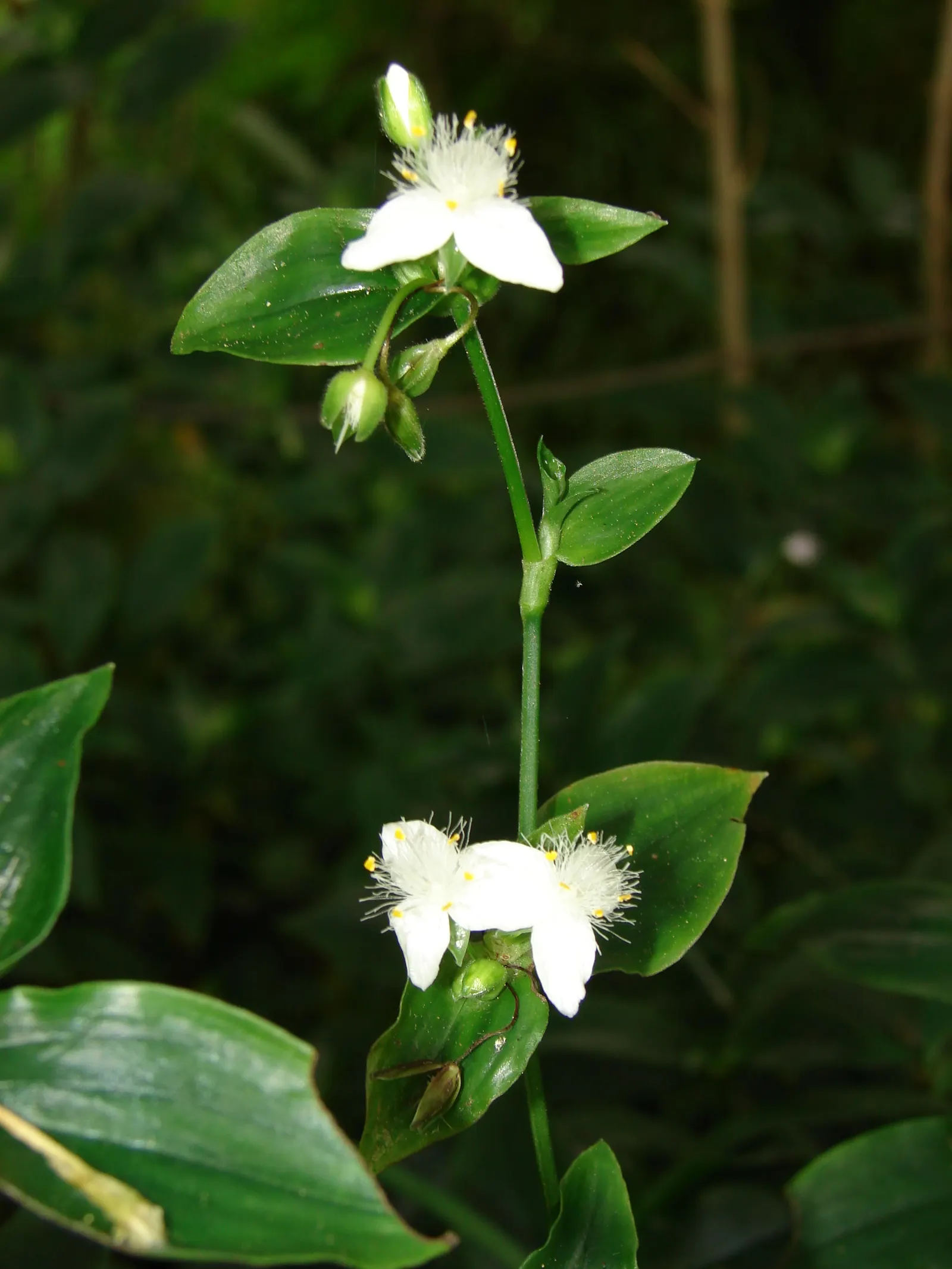 Wandering Jew, Inch Plant (Tradescantia Fluminensis) — low-lying blanket beneath taller shrubs