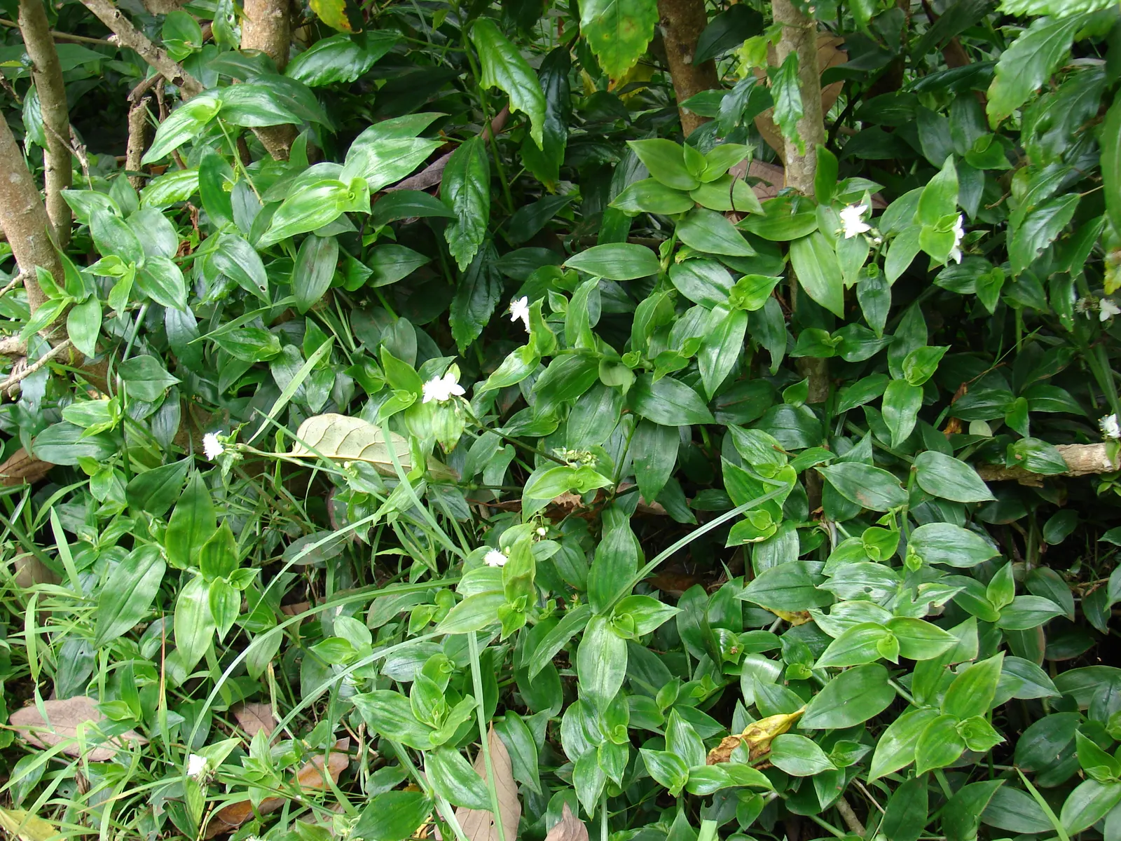 Wandering Jew, Inch Plant (Tradescantia Fluminensis) — This groundcover spreads by stem cuttings and thrives in partial shade to full shade