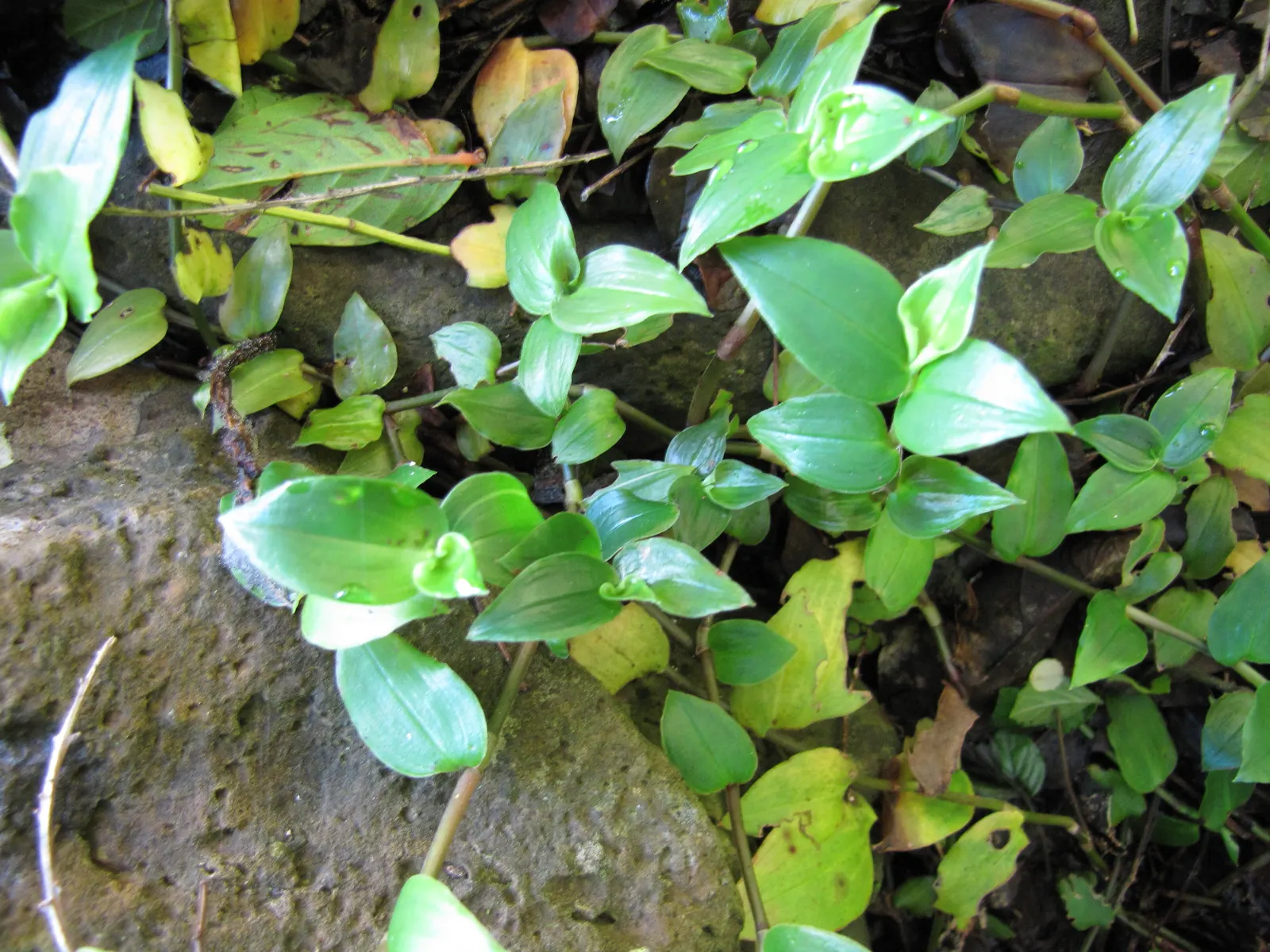 Wandering Jew, Inch Plant (Tradescantia Fluminensis) — Tradescantia fluminensis can be employed as underplanting in container arrangements or as a lush