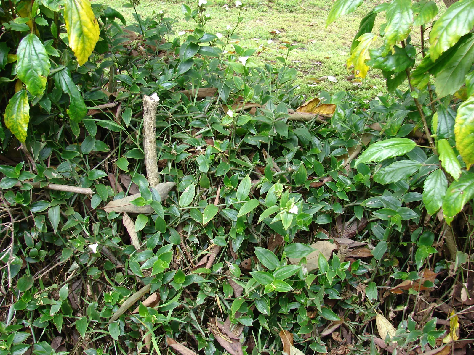 Wandering Jew, Inch Plant (Tradescantia Fluminensis) — while its stems bear pointed; low-lying blanket beneath taller shrubs
