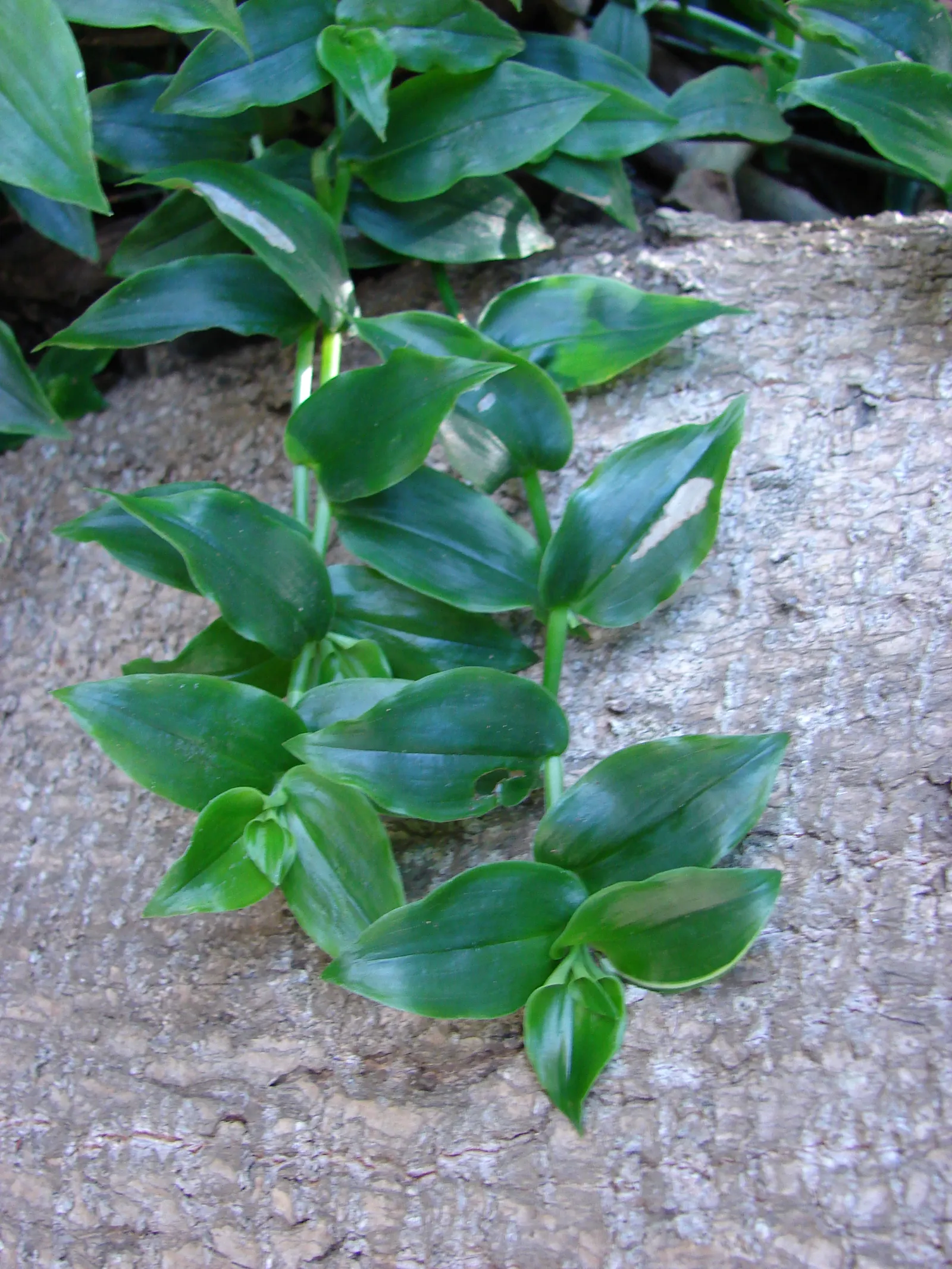 Wandering Jew, Inch Plant (Tradescantia Fluminensis) — low-lying blanket beneath taller shrubs; while its stems bear pointed, image 67