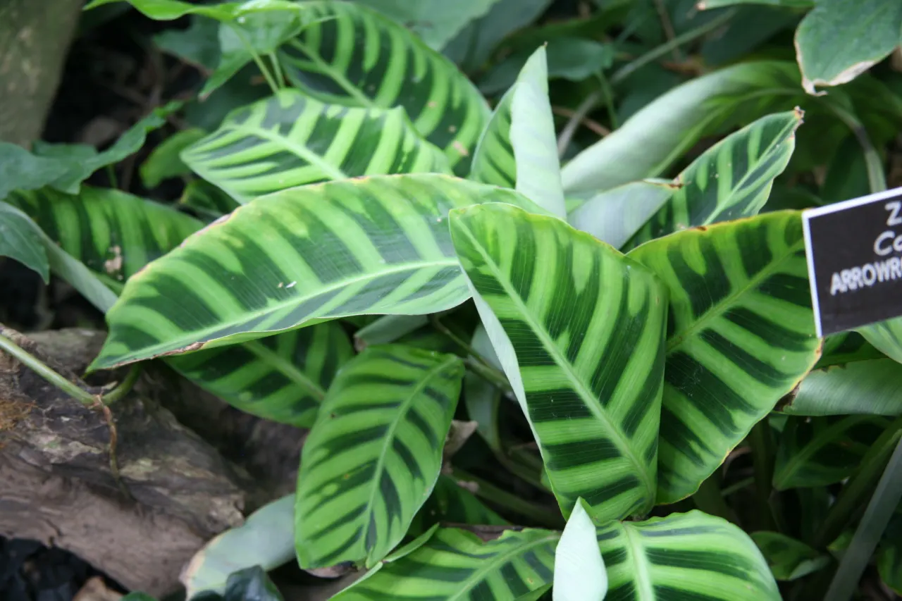 Wandering Jew, Inch Plant (Tradescantia Fluminensis) — commonly called Wandering Jew or Inch Plant; this groundcover spreads by stem cuttings and, image 49
