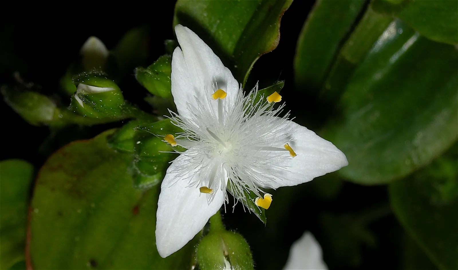 Wandering Jew, Inch Plant (Tradescantia Fluminensis) — cascading effect ideal for hanging baskets or as an underplanting; the Wandering Jew is, image 54