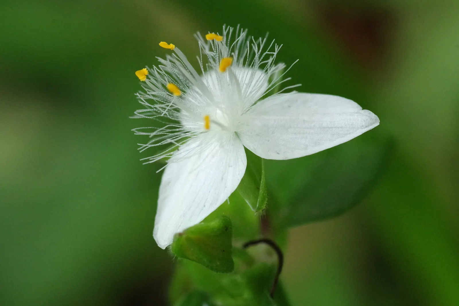 Wandering Jew, Inch Plant (Tradescantia Fluminensis) — which could outcompete other plants; commonly referred to as the Wandering Jew or Inch Plant, image 70