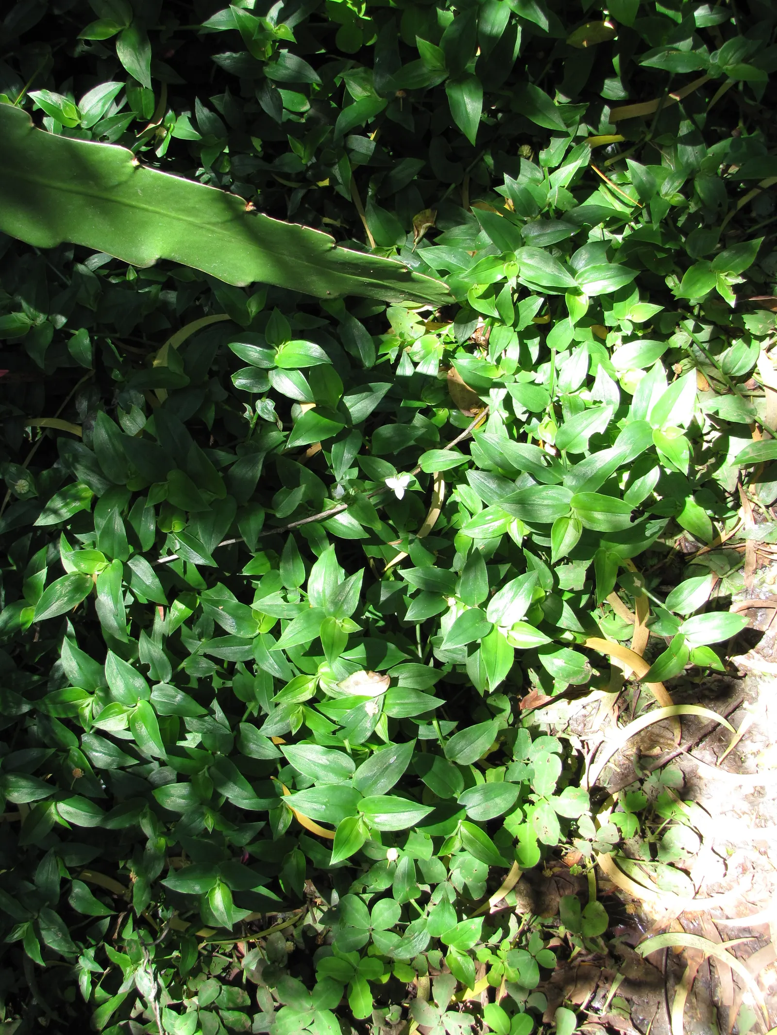 Wandering Jew, Inch Plant (Tradescantia Fluminensis) — This plant is well-suited for areas under trees or along north-facing walls, where direct, image 40