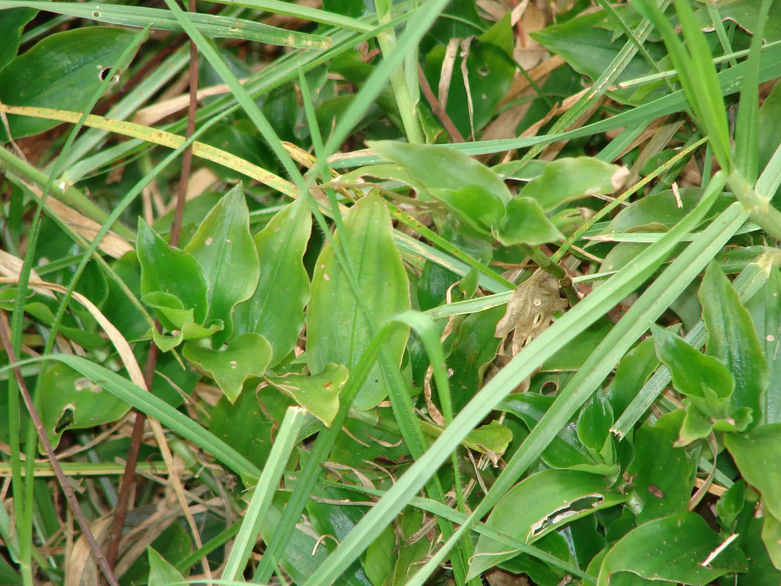 Wandering Jew, Inch Plant (Tradescantia Fluminensis) — The foliage displays a striking variegation of green