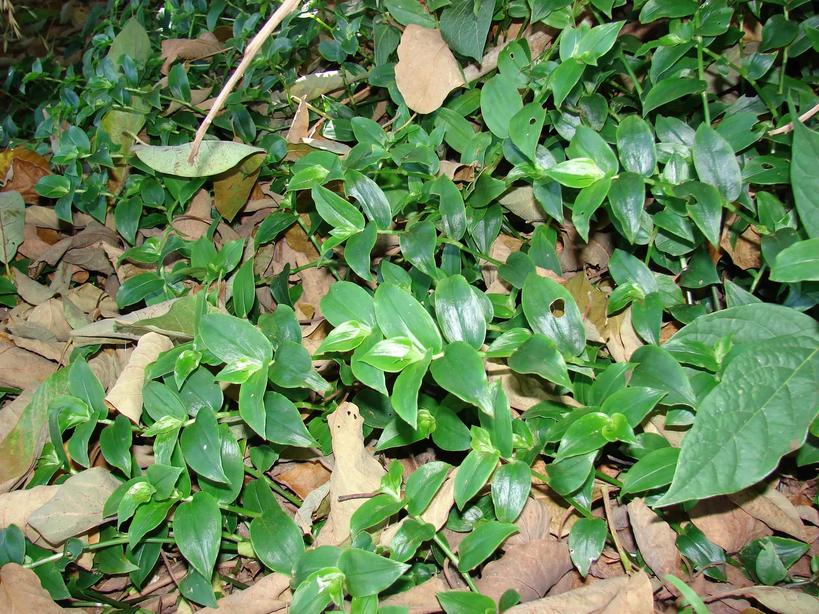 Wandering Jew, Inch Plant (Tradescantia Fluminensis) — lance-shaped leaves of green variegated with white or purple; tradescantia fluminensis can, image 75