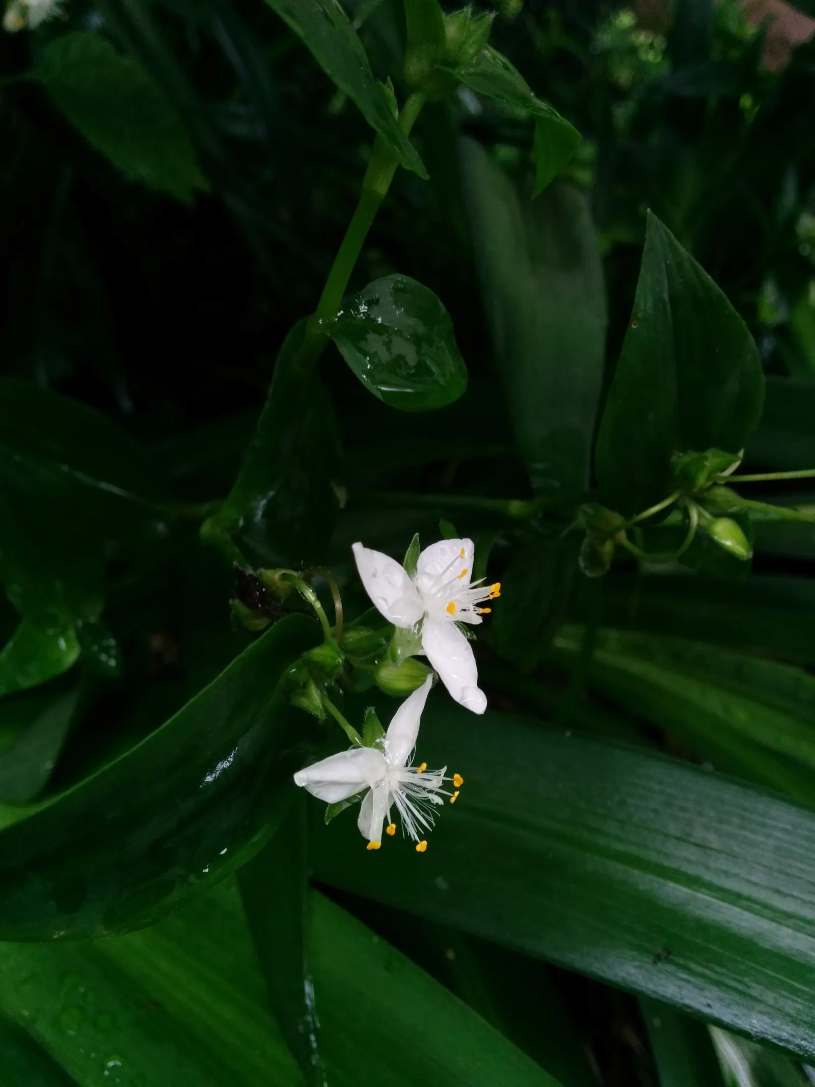 Wandering Jew, Inch Plant (Tradescantia Fluminensis) — and sometimes pink or purple