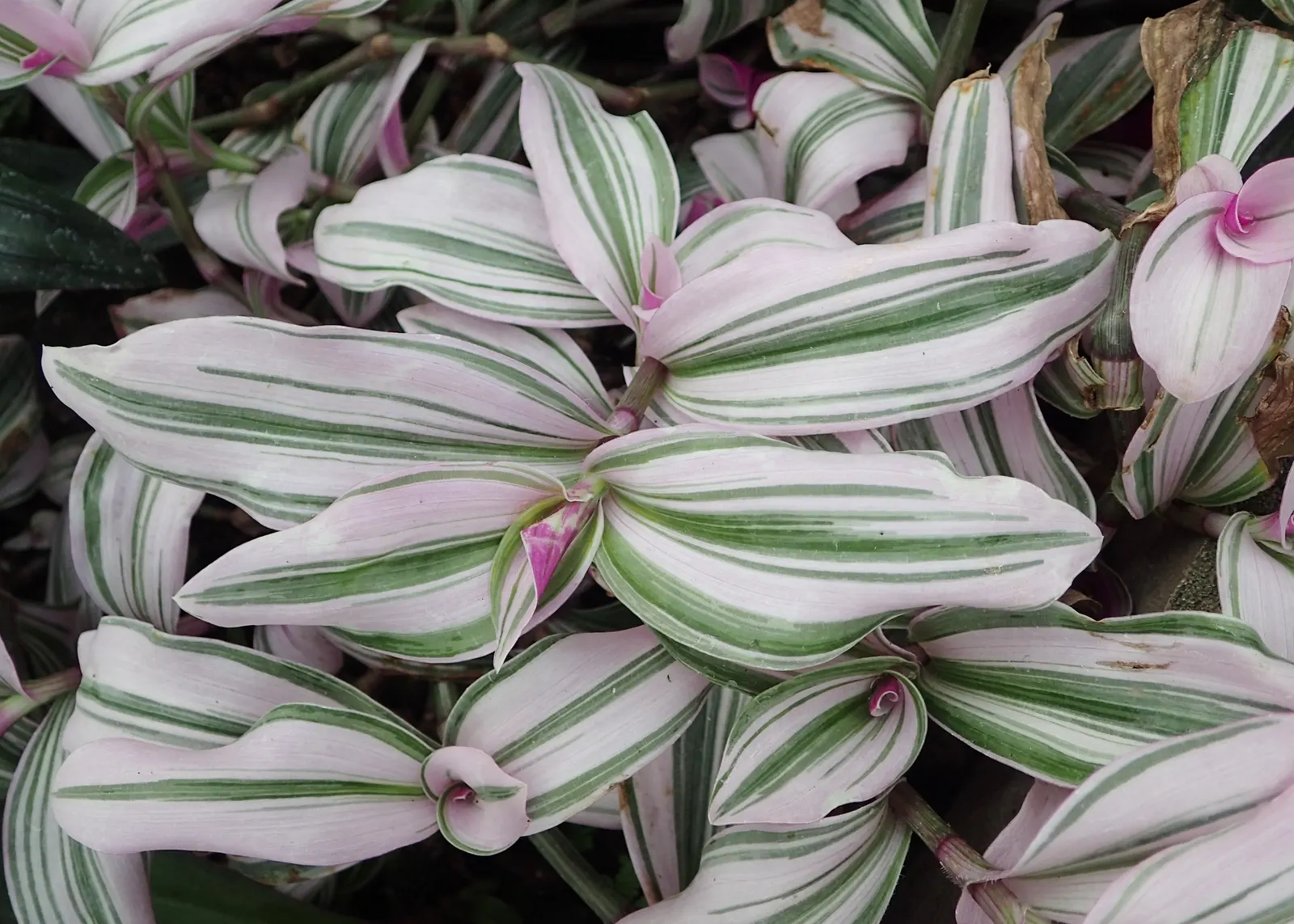 Wandering Jew, Inch Plant (Tradescantia Fluminensis) — it requires regular trimming to prevent it from spreading too aggressively